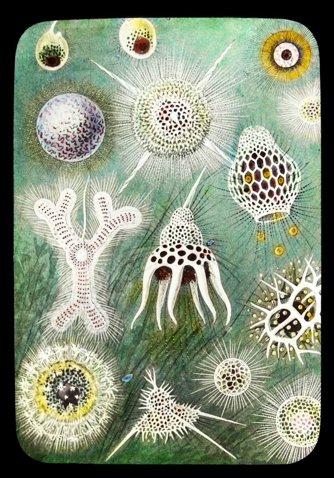 Colour image of several marine plankton - Polycystine radiolaria