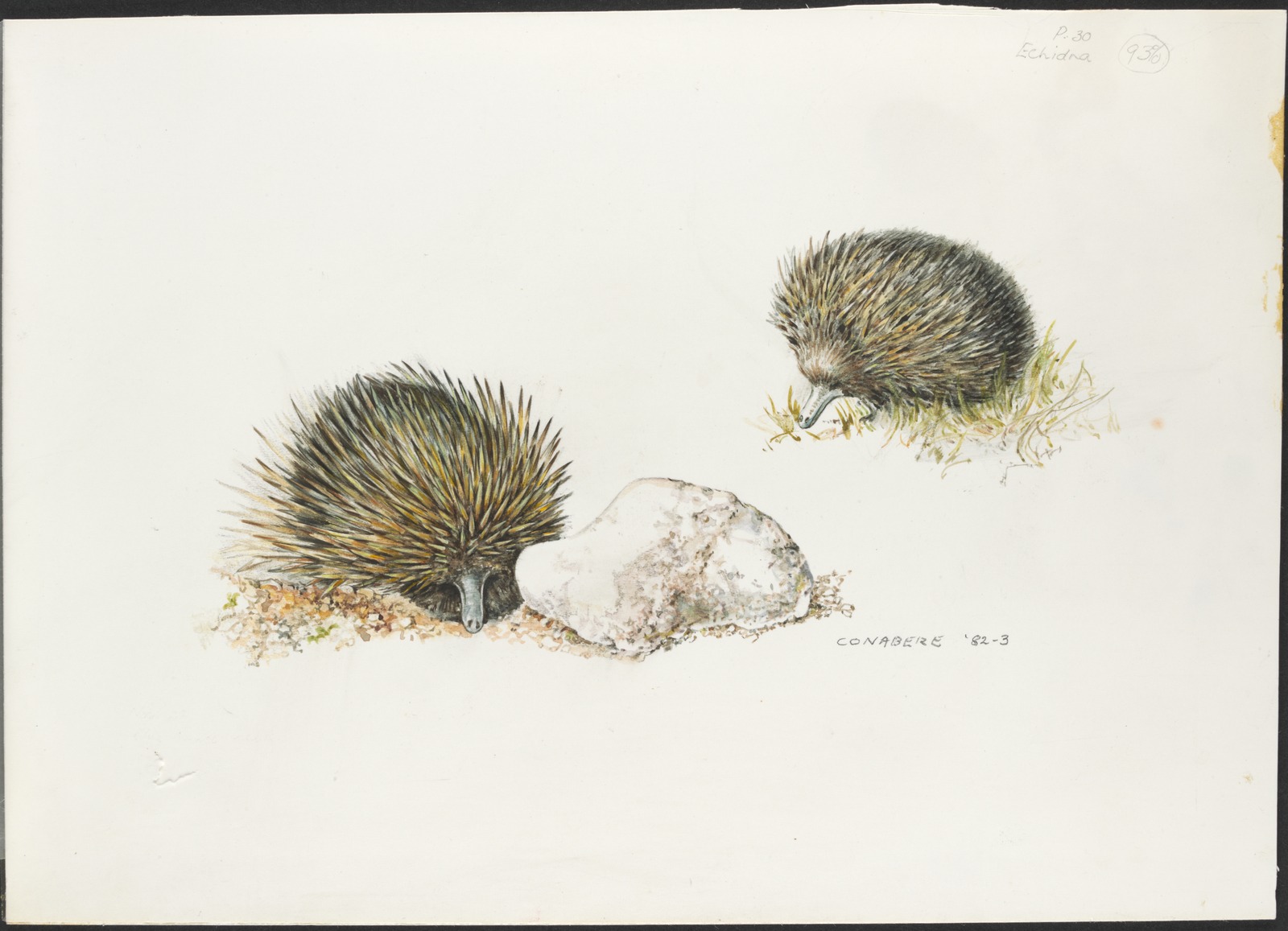 Watercolour illustration of two echidnas on a plain background