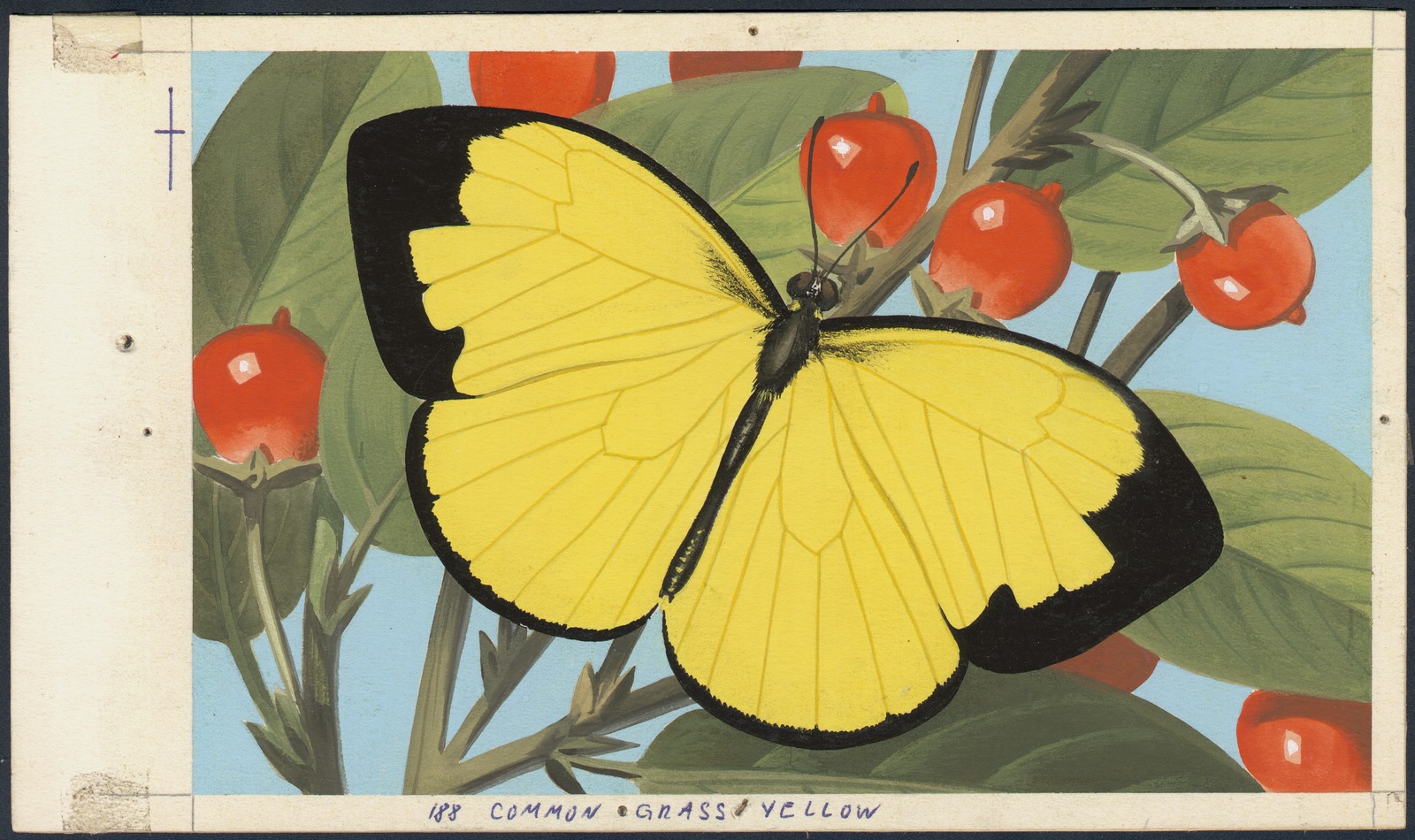 Gouache on cardboard illuistration of the Common Grass Yellow butterfly on a background of green leaves and red berries