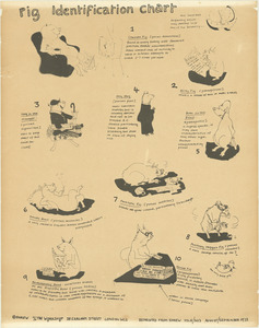 Pig identification chart, 1973