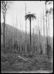 Link to digital version