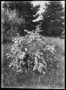 Link to digital version