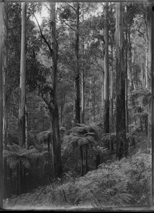 Link to digital version
