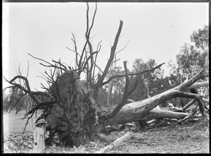 Link to digital version