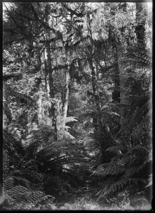 Link to digital version