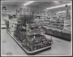 Interior of Caringbah Coles Foodmarket showing the gardening section with seedlings at 2/- per punnet Store No. 704